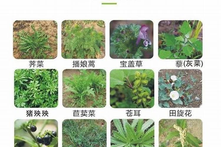 胡麻的田间管理技巧有哪些？