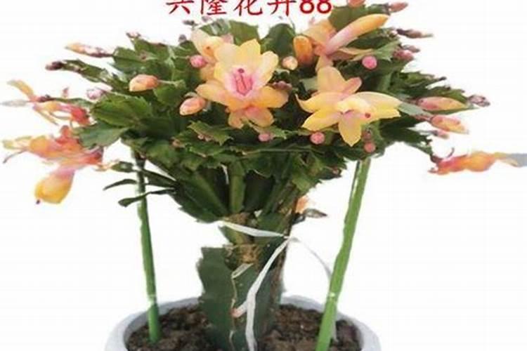氮肥钾肥施肥时间和方法 氮肥钾肥施肥时间和方法分别是