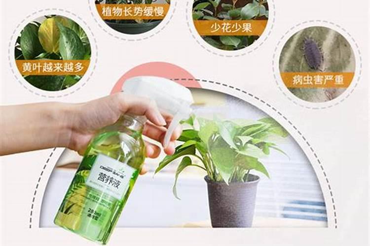 生根粉可以浇花吗