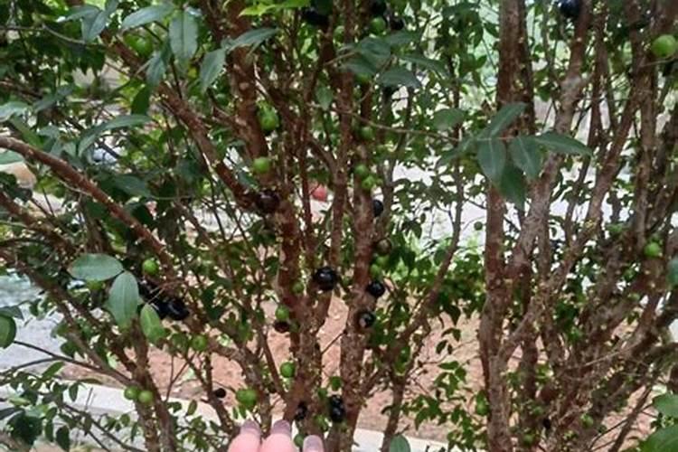 中国水溶肥十大名牌排行榜