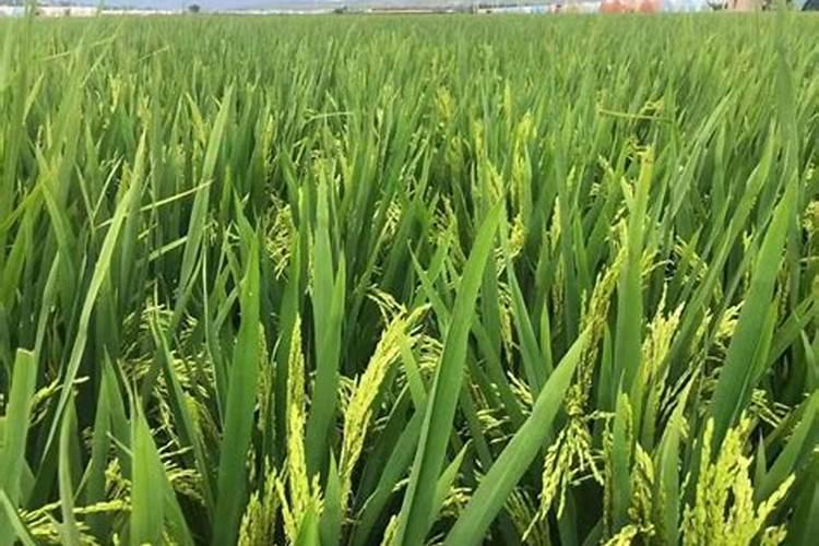水稻粒肥什么时候施 增施钾肥在什么时间较好稻灌浆期用什么叶面肥可增产...