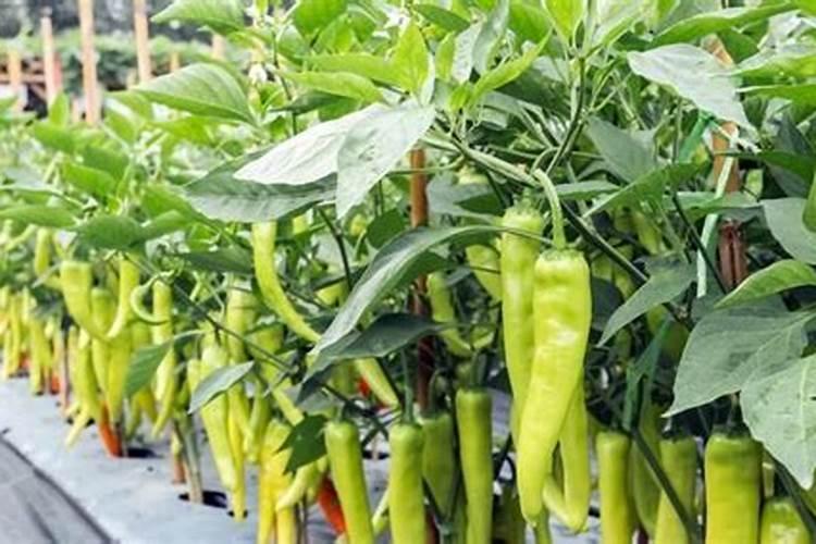辣椒多久施一次肥