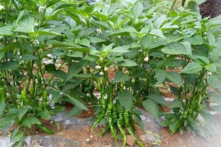辣椒开花了能施肥吗 辣椒开花了能不能施肥