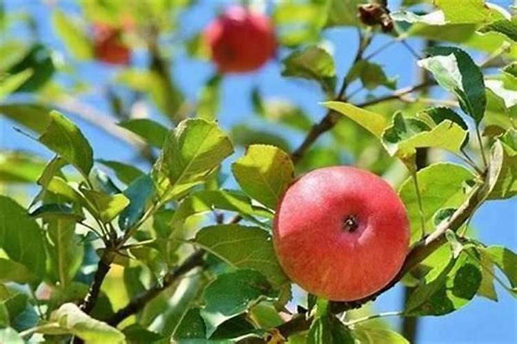 芒果膨大的方法是什么？需要给芒果打叶面肥吗？