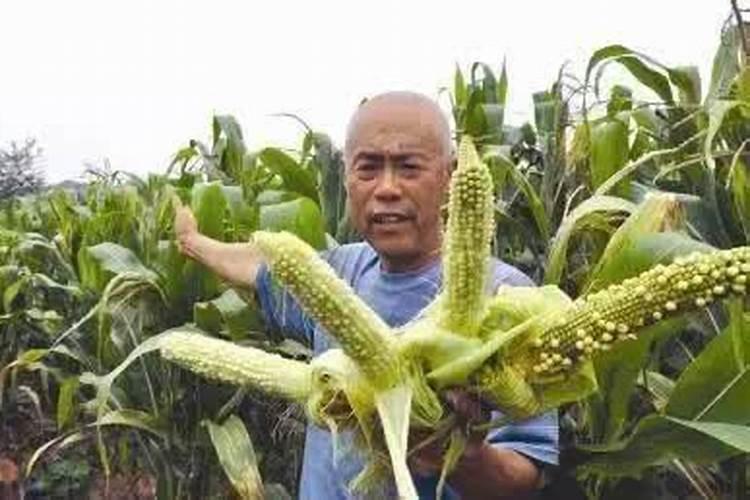 硼肥的作用与功效是什么？