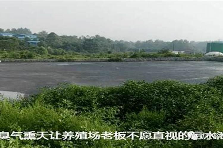 创造与魔法海鳄龙饲料