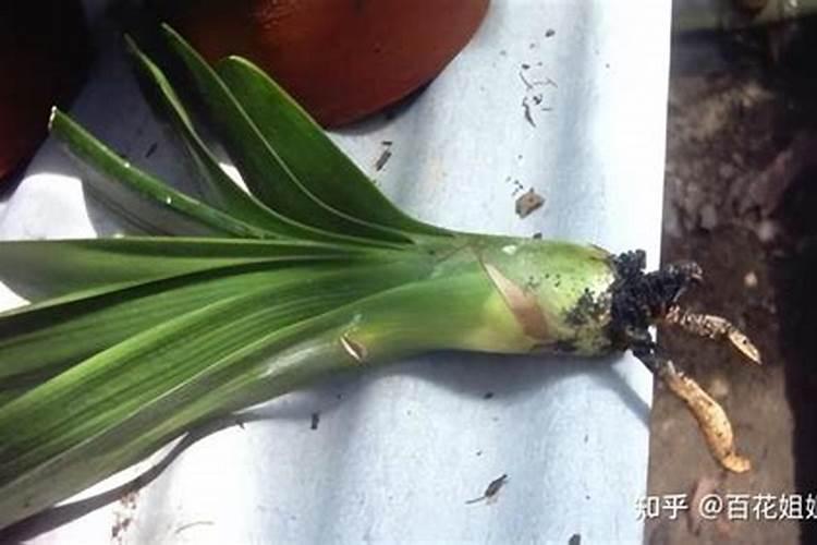 红掌黄叶是怎么回事？该怎么补救？