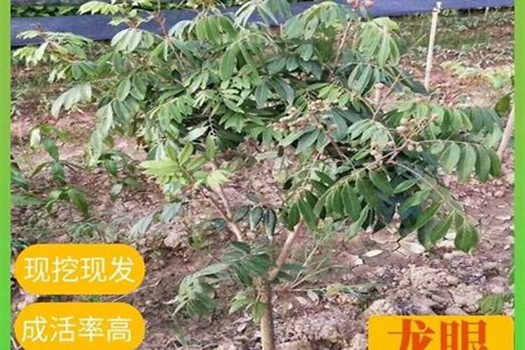 龙眼种植多久要施肥