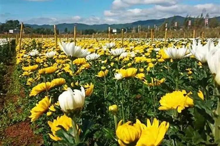 菊花怎么施肥