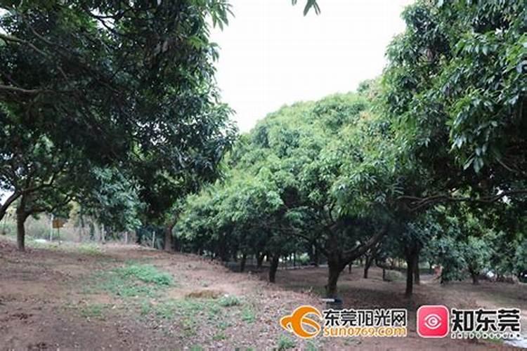 直播水稻什么时间施钾肥二次除草什么时候最好怎么管理？