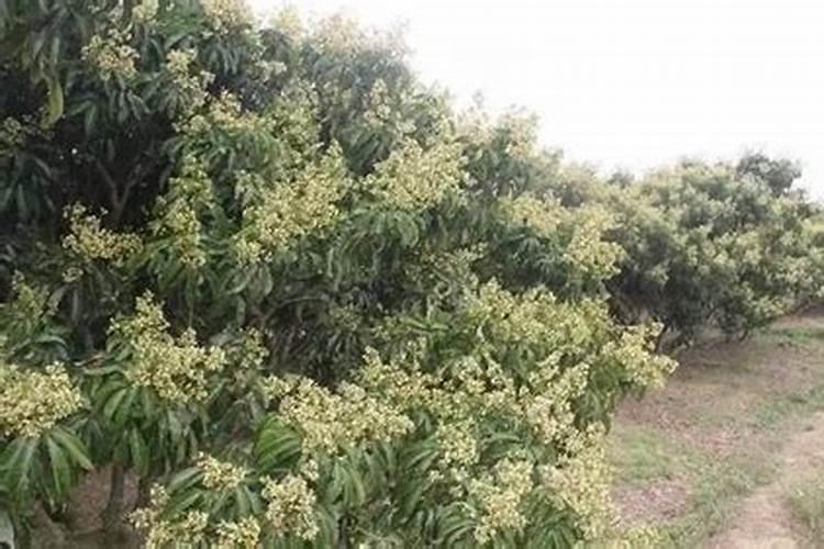 荔枝的合理施肥方法