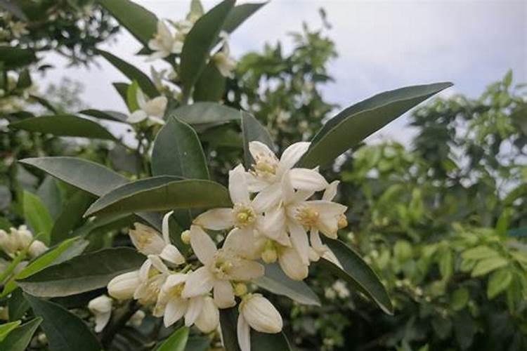 沃柑果树开花时干旱天气久了可以直接淋肥吗？