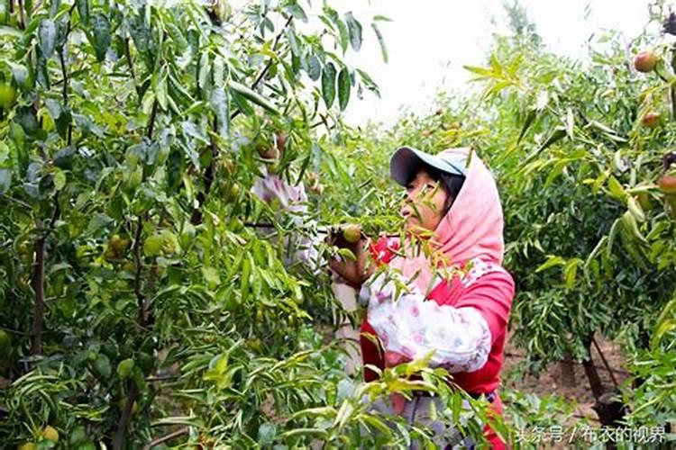 冬枣用什么肥料果实更甜 施肥方法有哪些