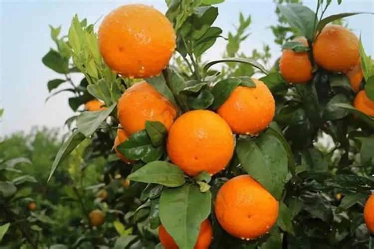 种植沃柑施肥时间和方法