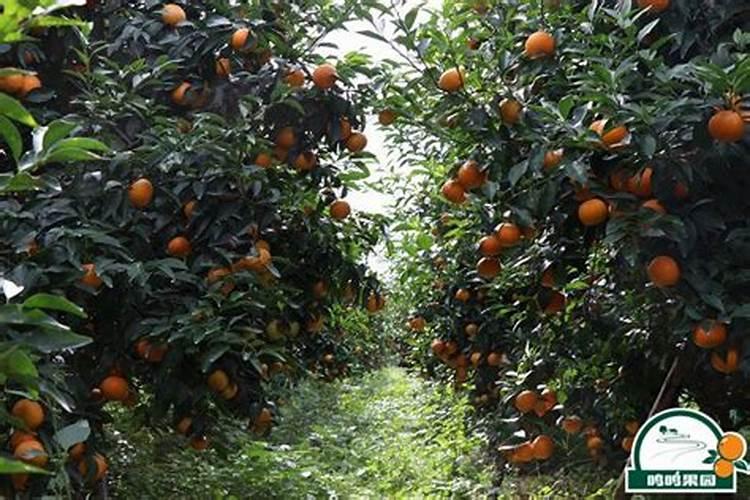 沃柑黄叶病用什么药效果好