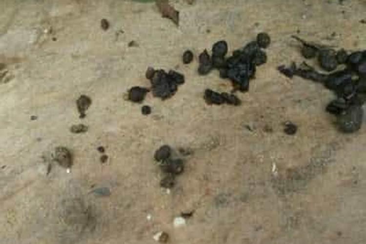 百香果挂果后如何施肥？