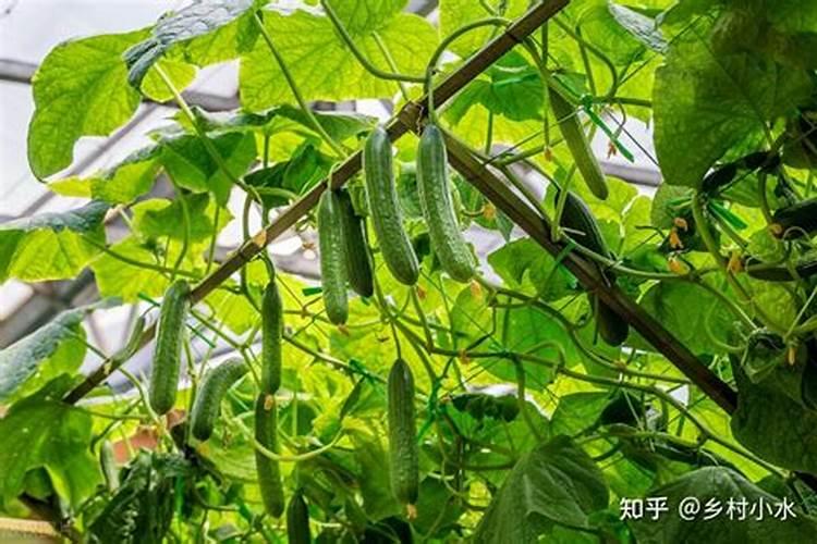 硝硫基肥效多少天,适合什么作物