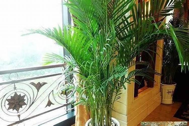 散尾葵开花了怎么处理