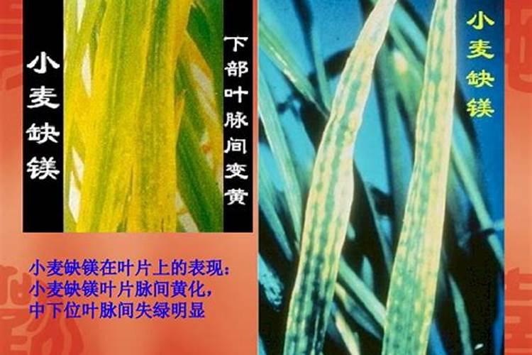 土豆出苗过施什么肥好,多大施肥