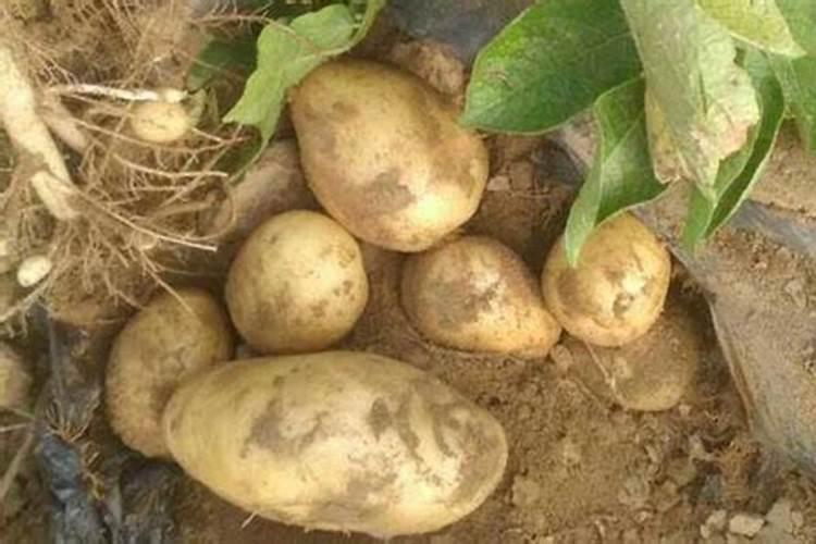 土豆用什么肥料最佳