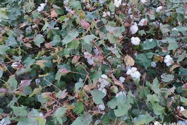 果树施硼肥怎么操作？果树施硼肥有什么用？