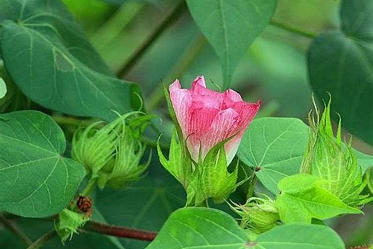 种植棉花为了多结棉桃应该怎么做