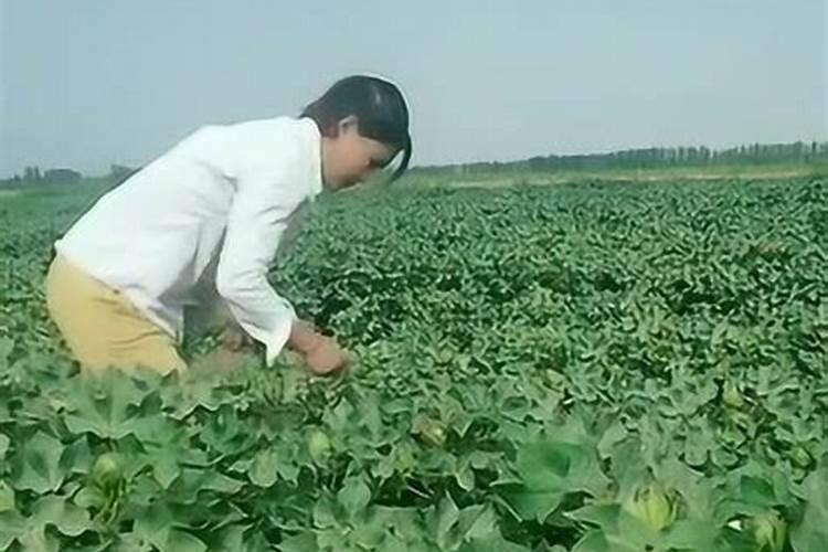 棉花打顶后旺长怎么办,能不能少量用水？