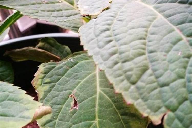 我的绣球开花了,但是叶子变黄有黑斑页边内卷,花杆也有点黑斑,需要用什...