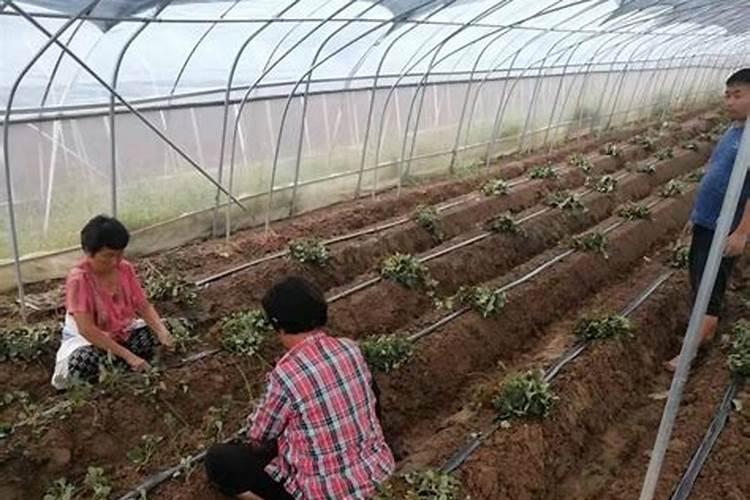 嘉宝果施什么肥催花结果