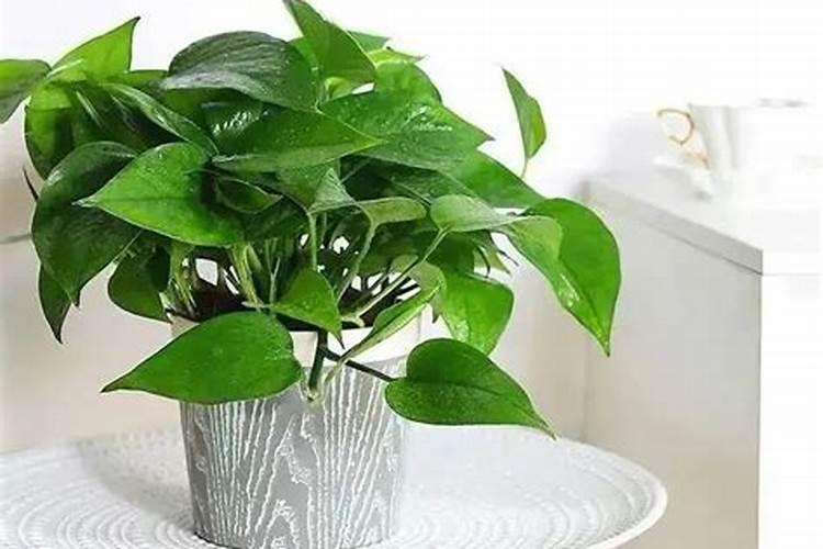 绿萝用什么肥料 绿萝用啥肥料