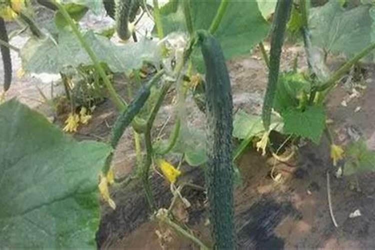 黄瓜定植后水肥管理,该怎么管理呢？