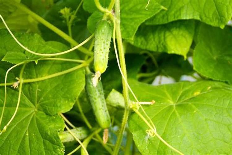 黄瓜多久施肥 黄瓜的肥料施用时机