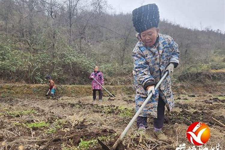 如何正确给花生施肥？