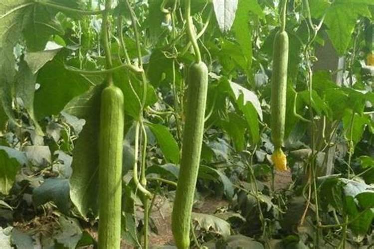 丝瓜最怕什么肥料