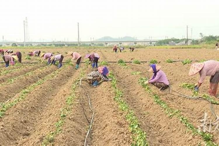 柑橘施肥应注意什么？