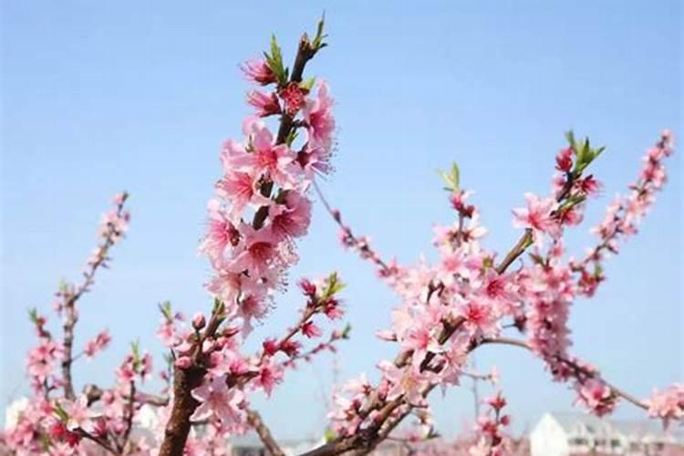 黄桃树施肥方法