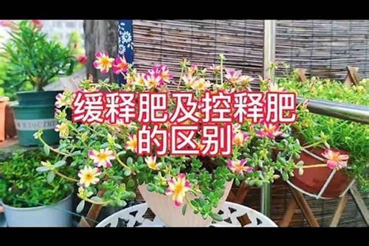 青枣怎么种植 青枣如何种植