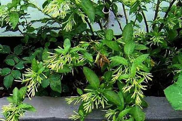 晚香玉种球如何种植(晚香玉的种植方法和时间)