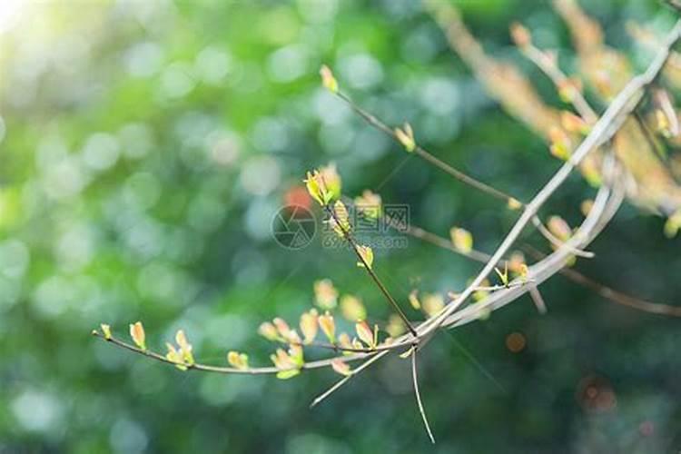 花芽分化用什么叶面肥