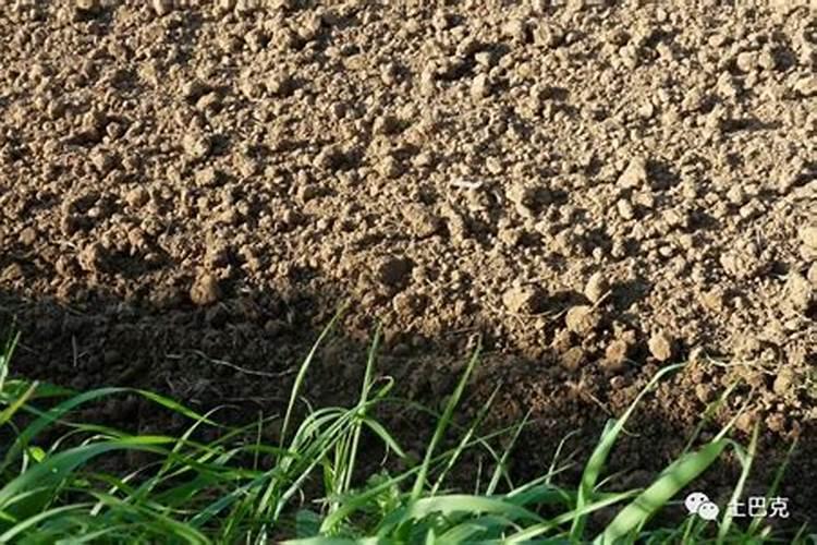 草木灰最好使用方法 草木灰的用途