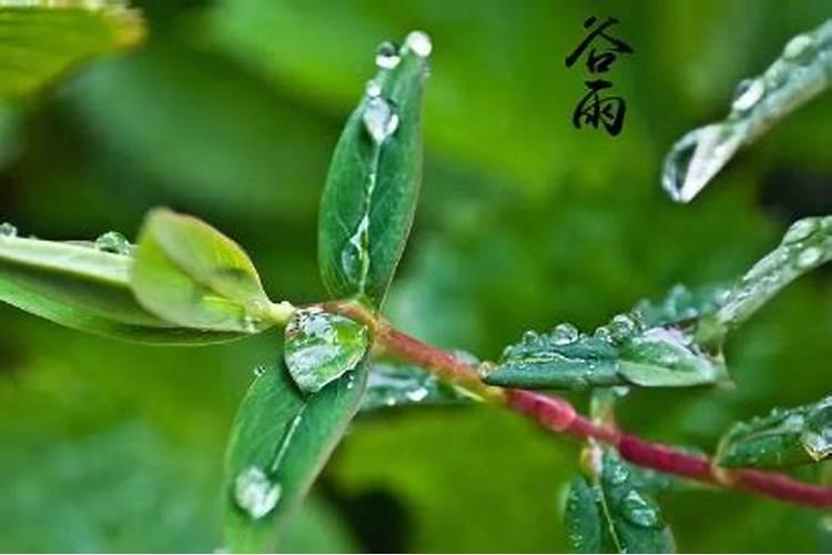 小麦谷雨前浇水好吗
