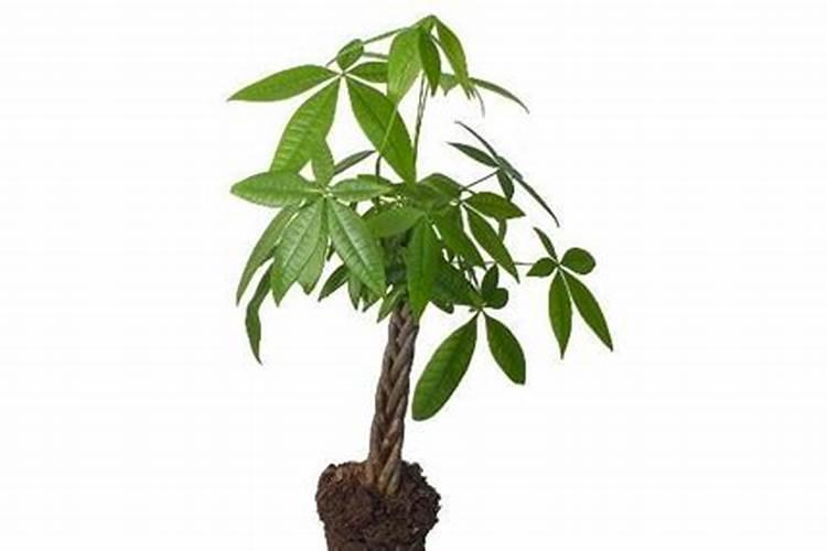 给发财树给施花多多l号吗？