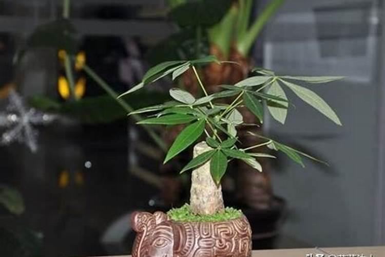 给发财树给施花多多l号吗？