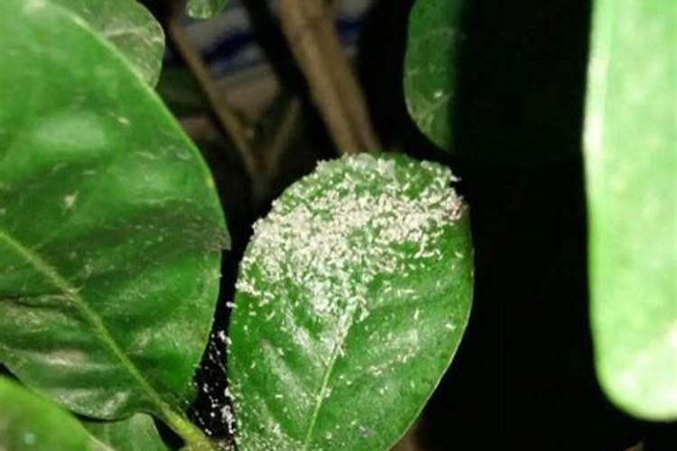 大葱用什么杀菌剂和叶面肥好