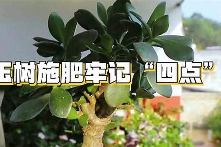 养护玉树用什么肥料最好？应该如何施肥？