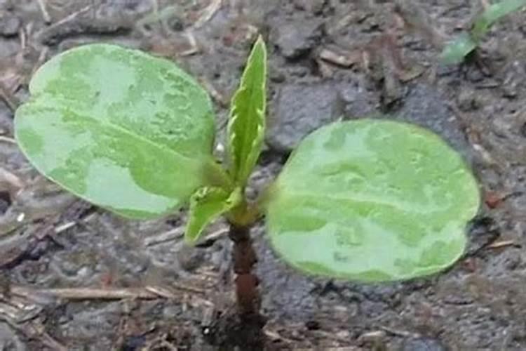 茶花施肥用什么肥料