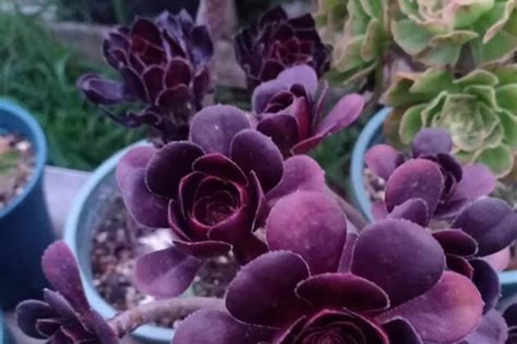 年前插的月季花已发芽可以移出来吗？
