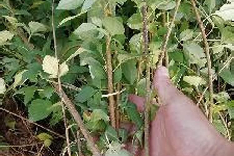 连翘籽种植时需要扇风吗？