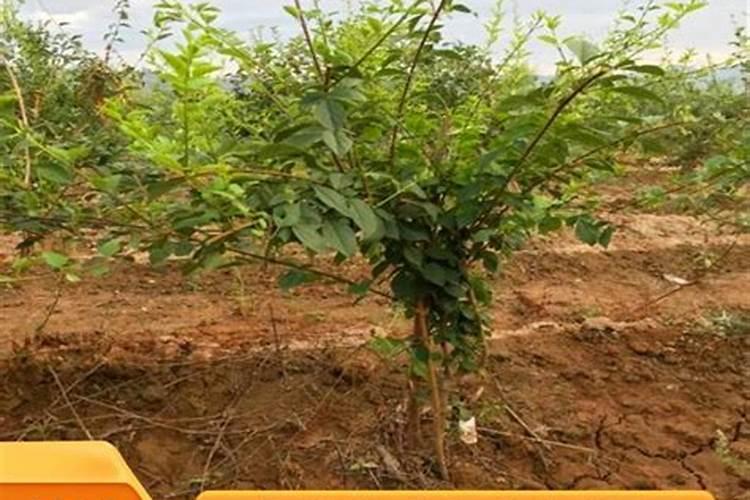 连翘树秋天几月移栽最好？