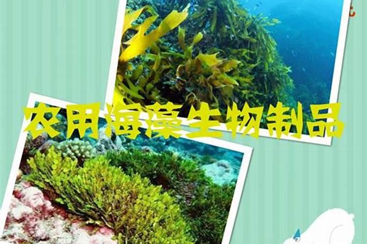 最好海藻肥？
